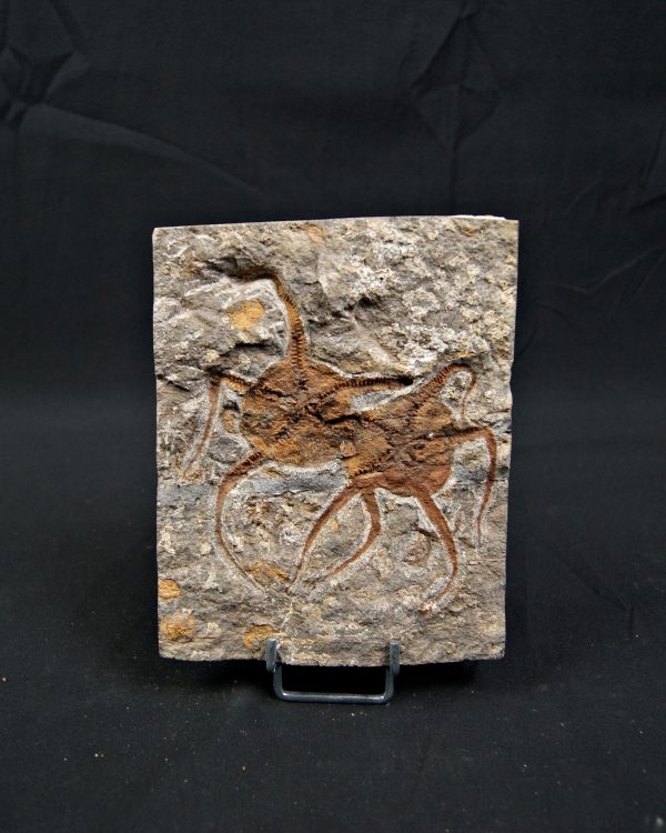 Matriz fósil con pareja de ofiuras