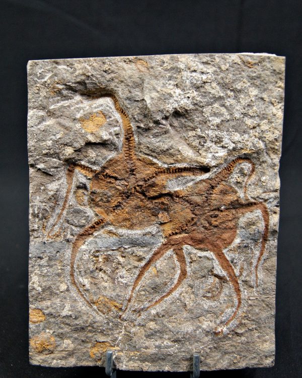 Matriz fósil con pareja de ofiuras