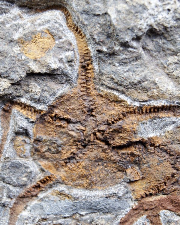 Matriz fósil con pareja de ofiuras