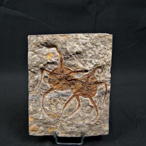 Matriz fósil con pareja de ofiuras