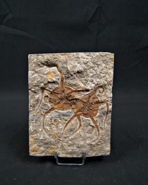 Matriz fósil con pareja de ofiuras