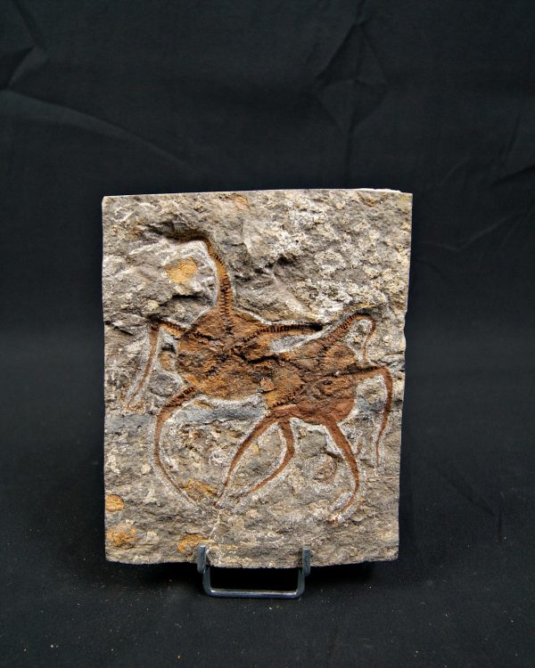 Matriz fósil con pareja de ofiuras