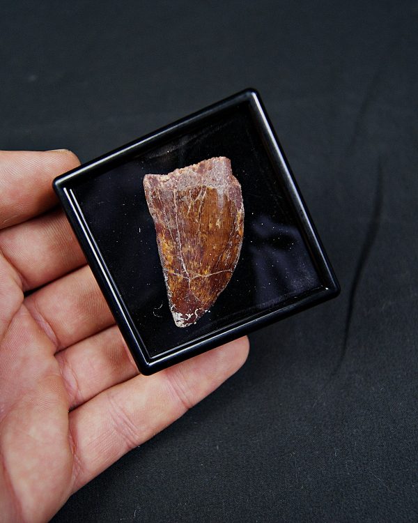 Carcharodontosaurus saharicus