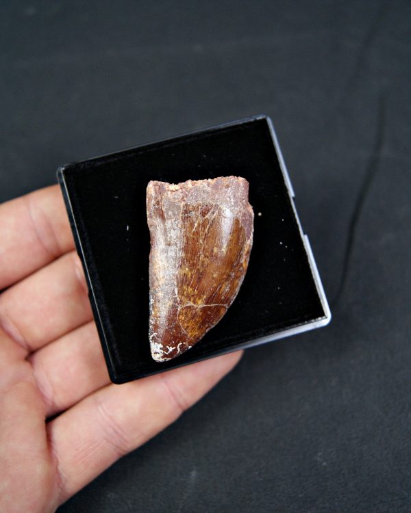 Carcharodontosaurus saharicus