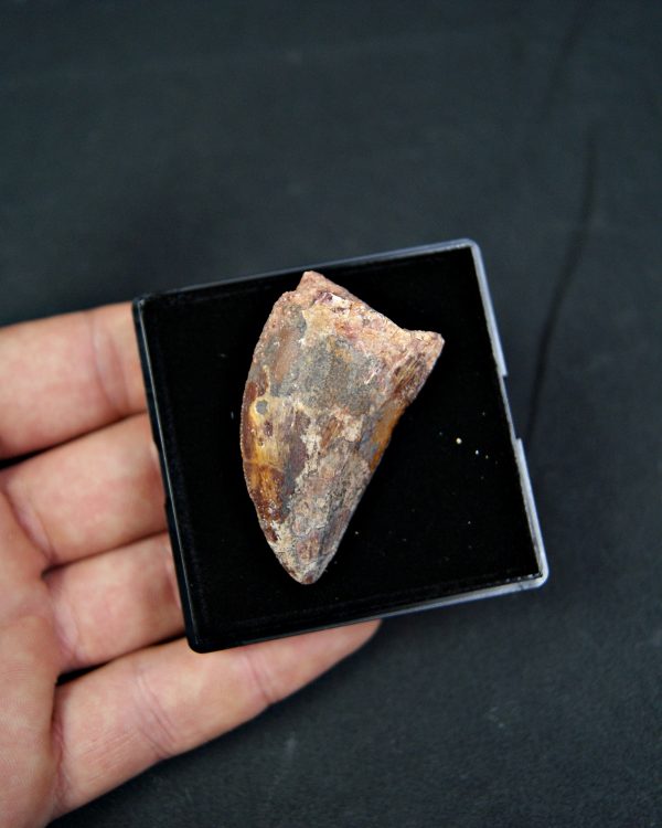 Carcharodontosaurus saharicus