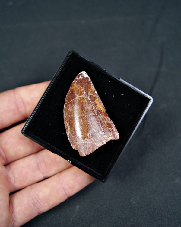 Carcharodontosaurus saharicus