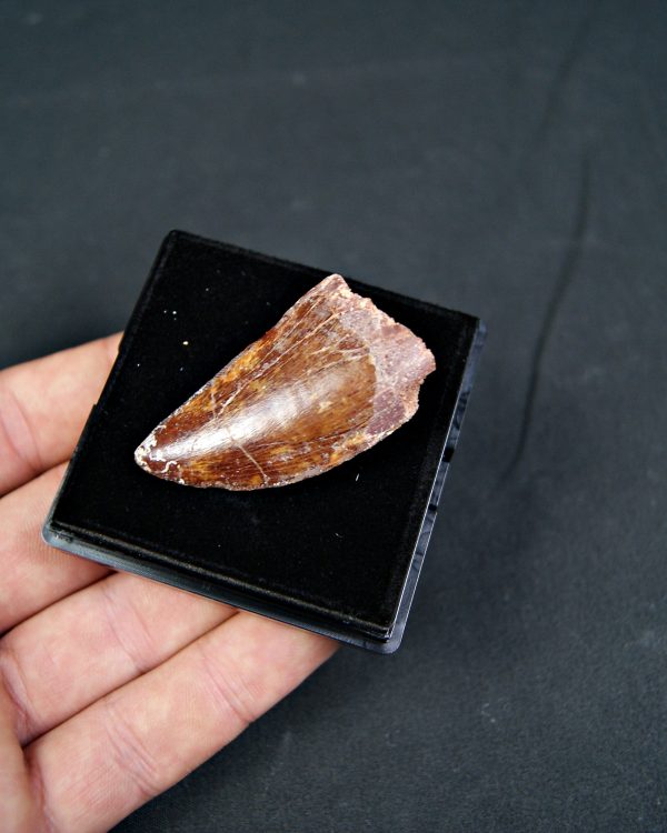 Carcharodontosaurus saharicus