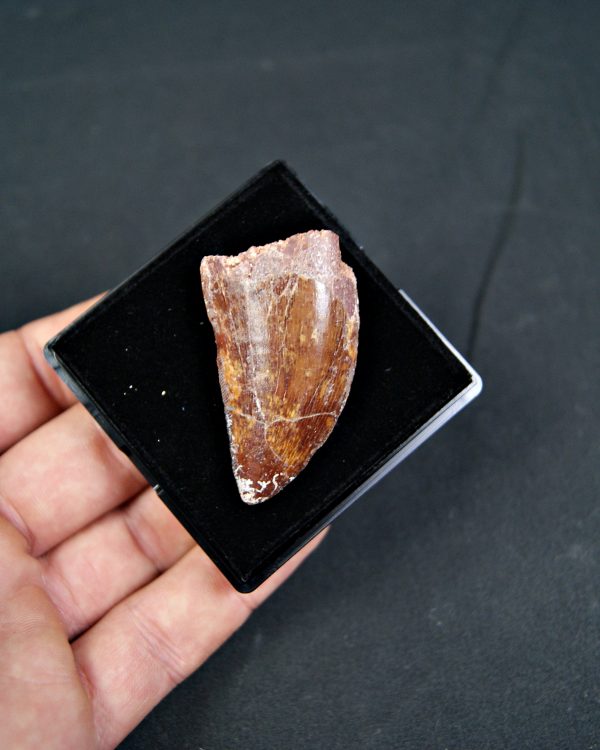 Carcharodontosaurus saharicus