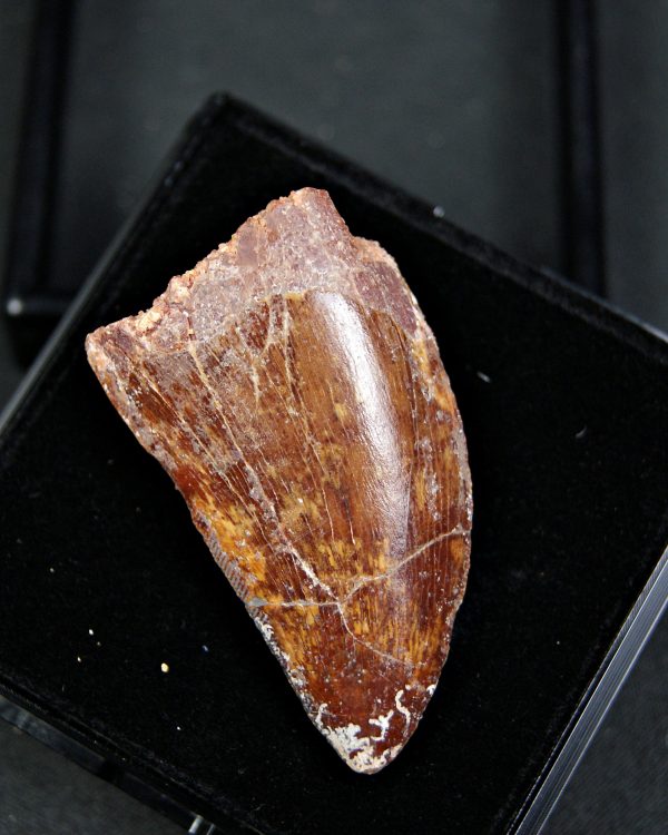 Carcharodontosaurus saharicus