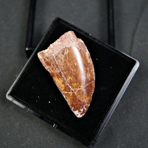 Carcharodontosaurus saharicus