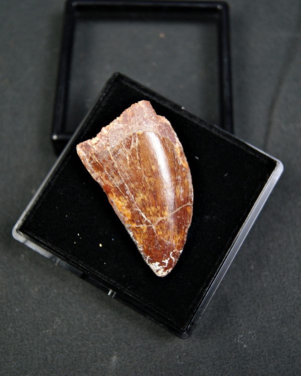 Carcharodontosaurus saharicus