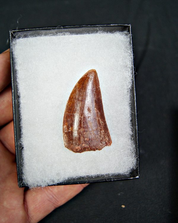 Carcharodontosaurus saharicus