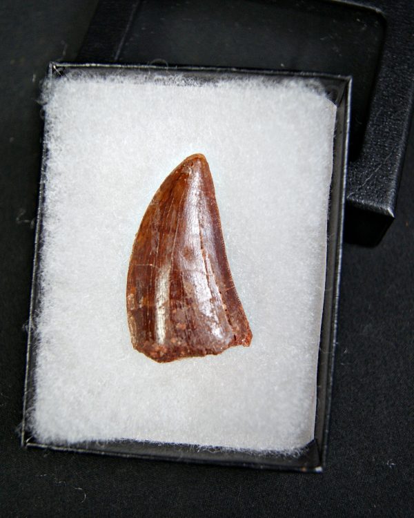 Carcharodontosaurus saharicus