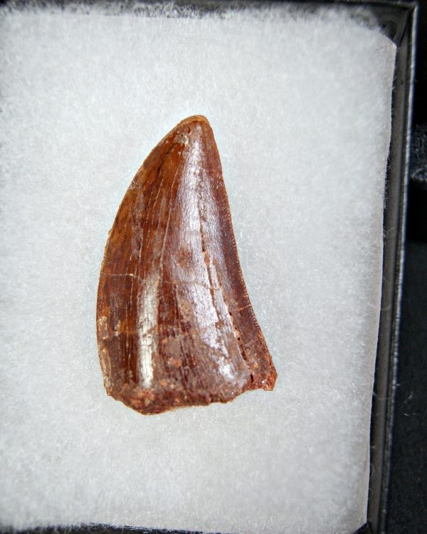 Carcharodontosaurus saharicus