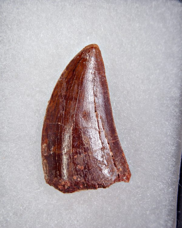 Carcharodontosaurus saharicus