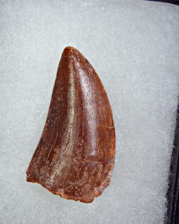 Carcharodontosaurus saharicus