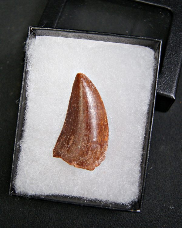 Carcharodontosaurus saharicus