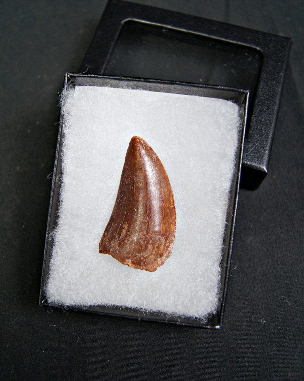 Carcharodontosaurus saharicus