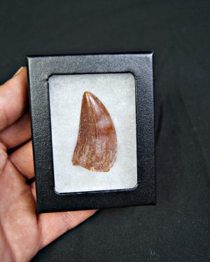 Carcharodontosaurus saharicus