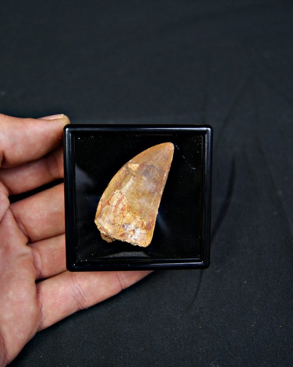 Diente de Carcharodontosaurus saharicus