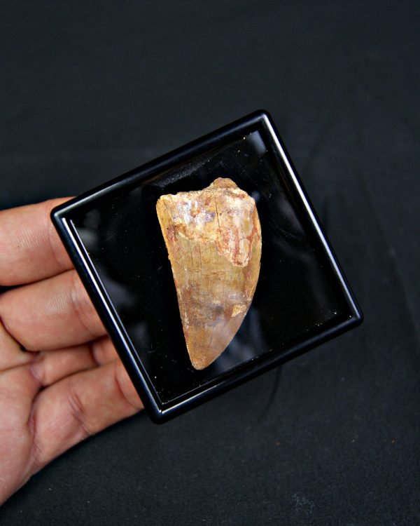 Diente de Carcharodontosaurus saharicus