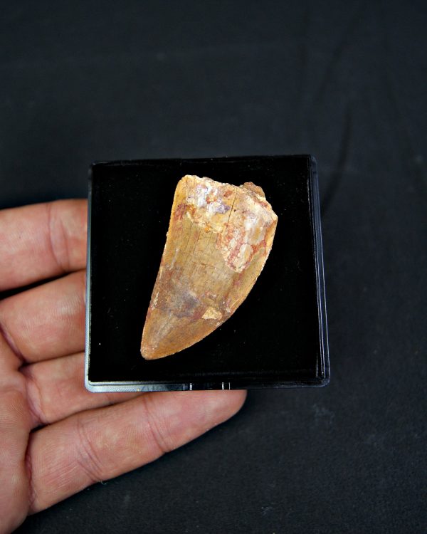 Diente de Carcharodontosaurus saharicus