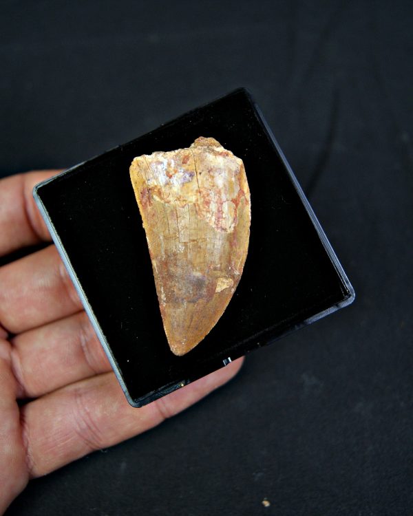 Diente de Carcharodontosaurus saharicus