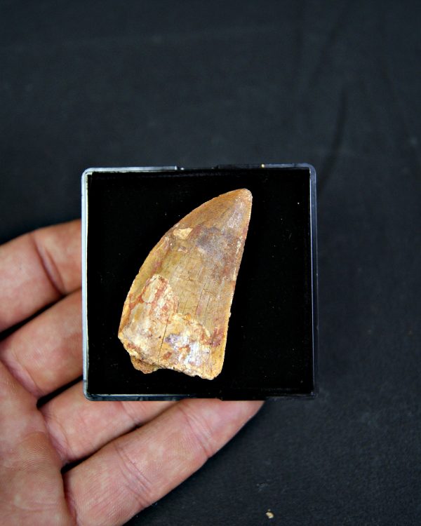 Diente de Carcharodontosaurus saharicus