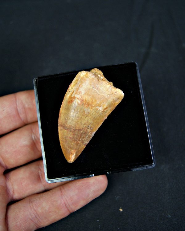 Diente de Carcharodontosaurus saharicus