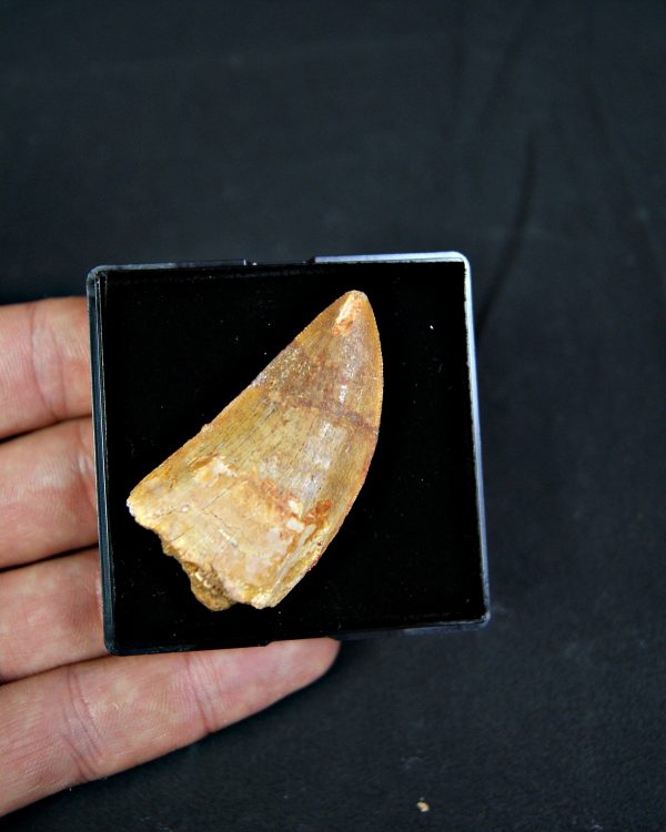 Diente de Carcharodontosaurus saharicus