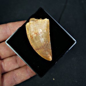 Diente de Carcharodontosaurus saharicus