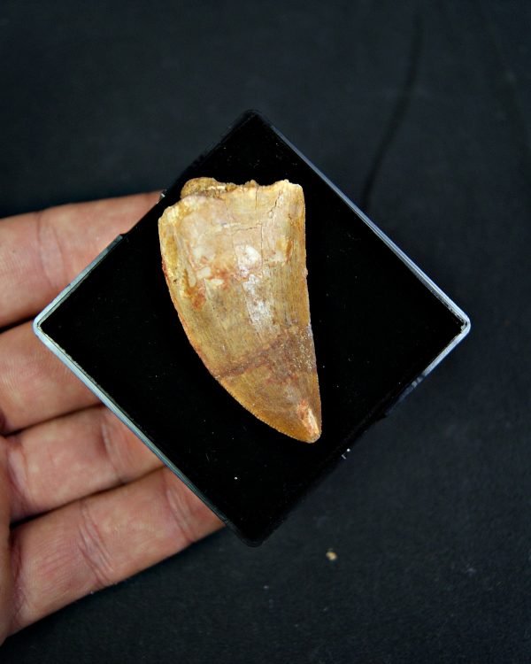 Diente de Carcharodontosaurus saharicus