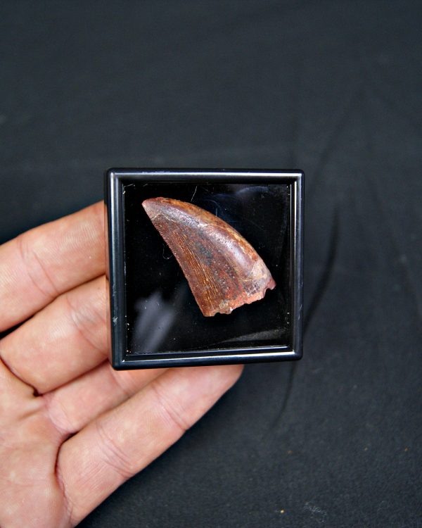 Carcharodontosaurus saharicus