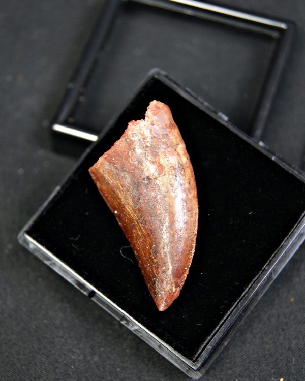 Carcharodontosaurus saharicus