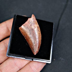 Carcharodontosaurus saharicus