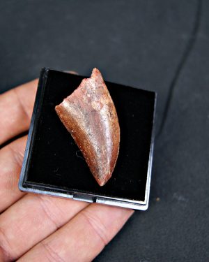 Carcharodontosaurus saharicus