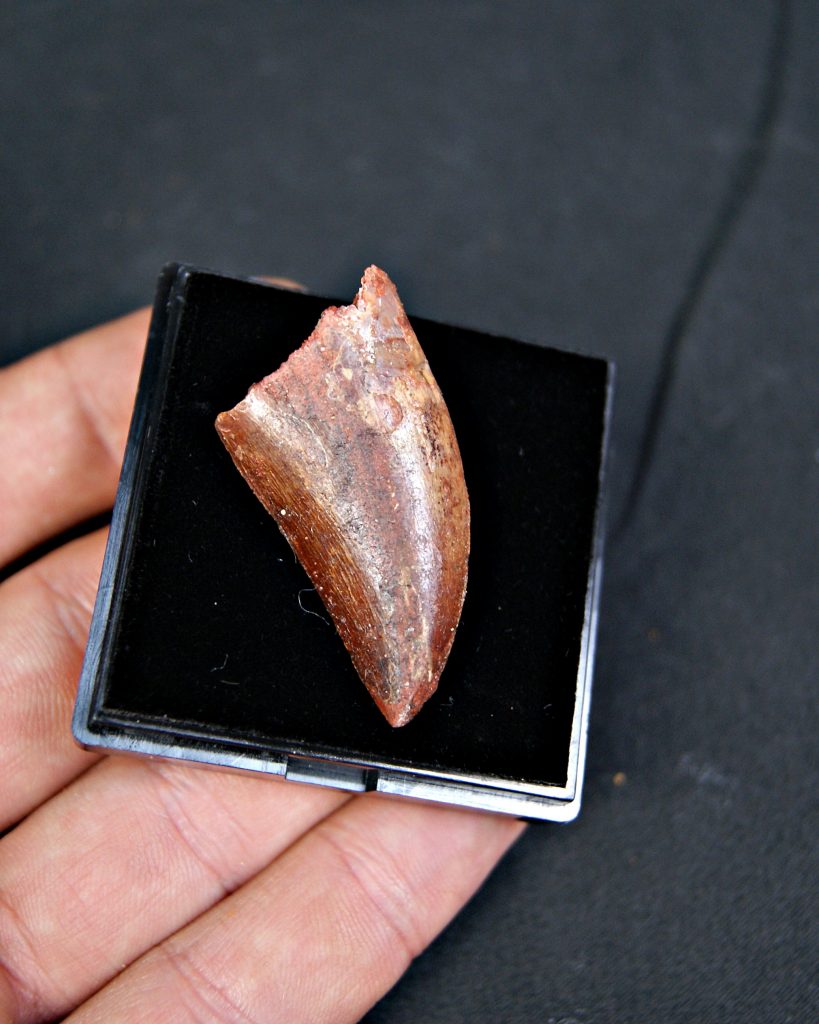 Carcharodontosaurus saharicus