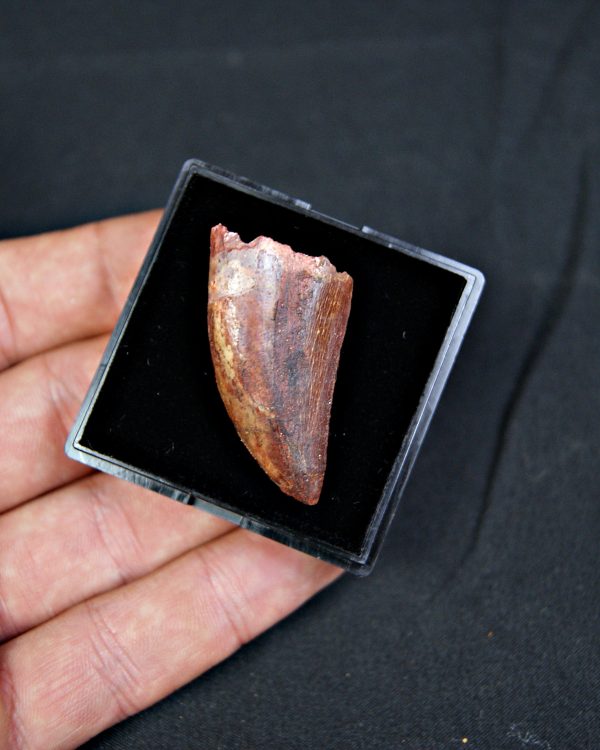 Carcharodontosaurus saharicus