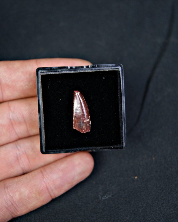 Diente de abelisáurido