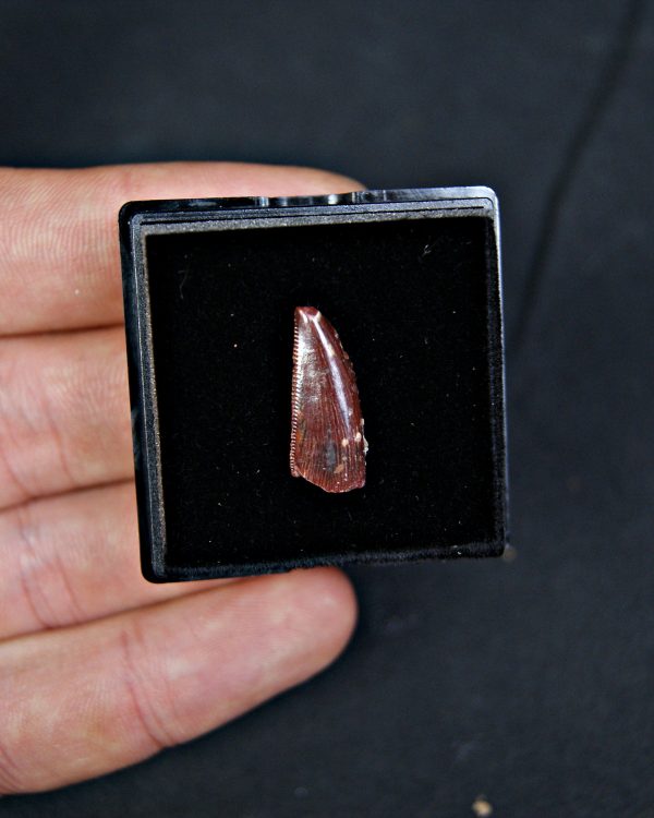 Diente de abelisáurido