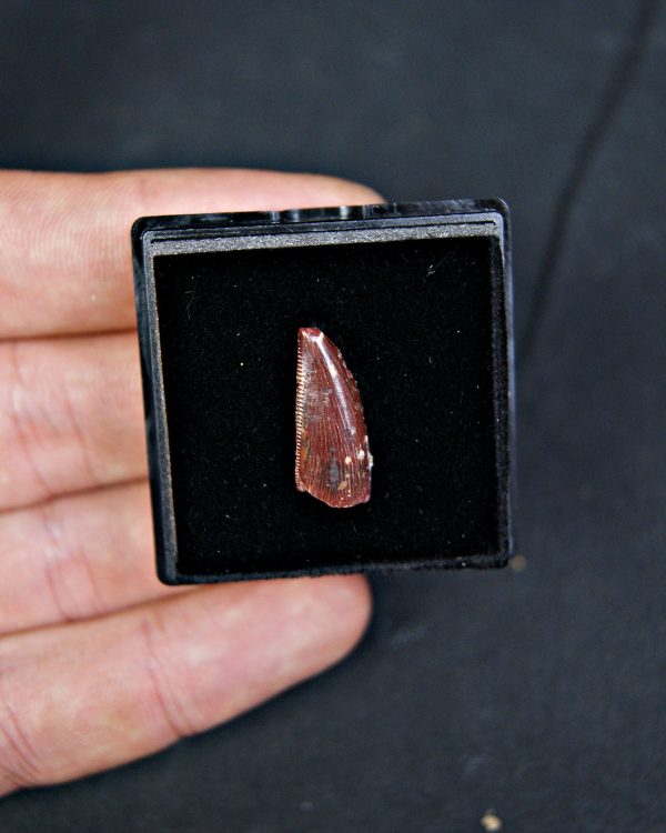 Diente de abelisáurido