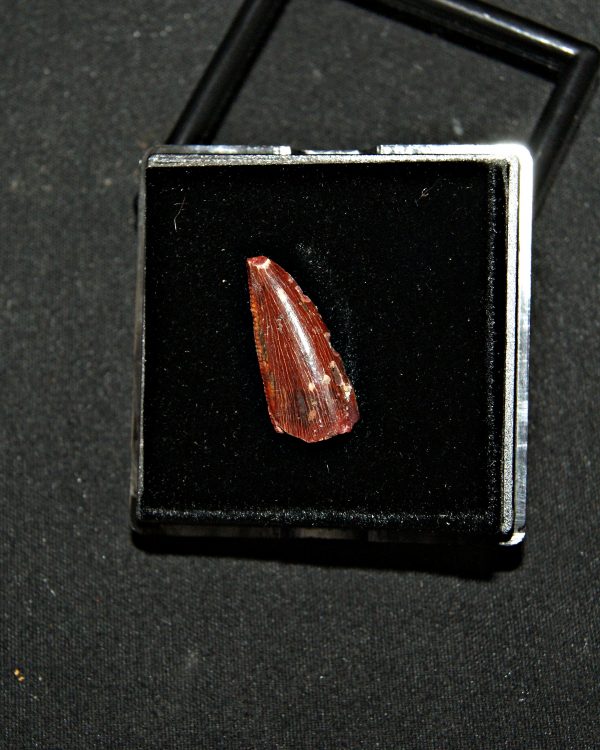 Diente de abelisáurido