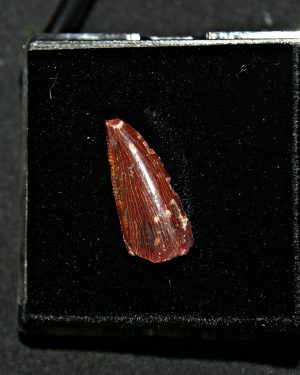 Diente de abelisáurido