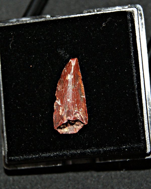 Diente de abelisáurido