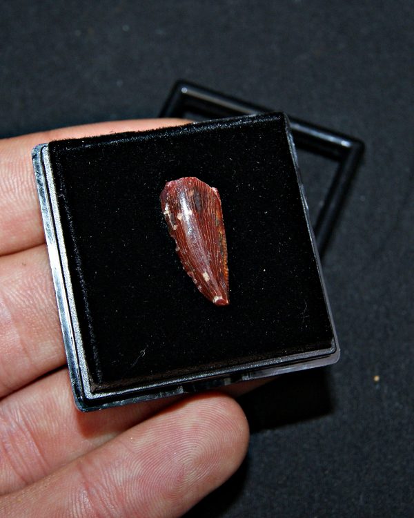 Diente de abelisáurido