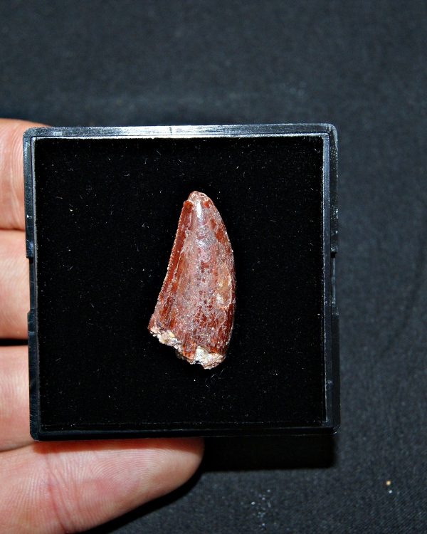 Terópodo - Valle de Kem Kem