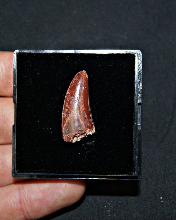 Terópodo - Valle de Kem Kem