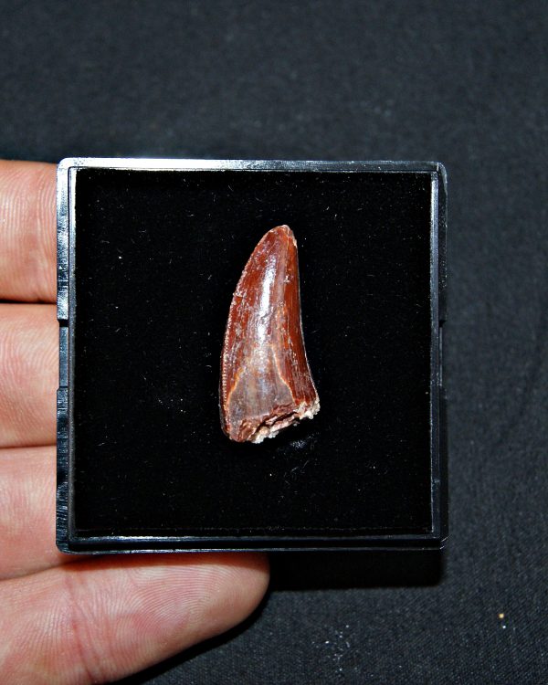 Terópodo - Valle de Kem Kem