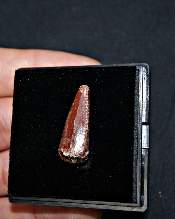 Terópodo - Valle de Kem Kem