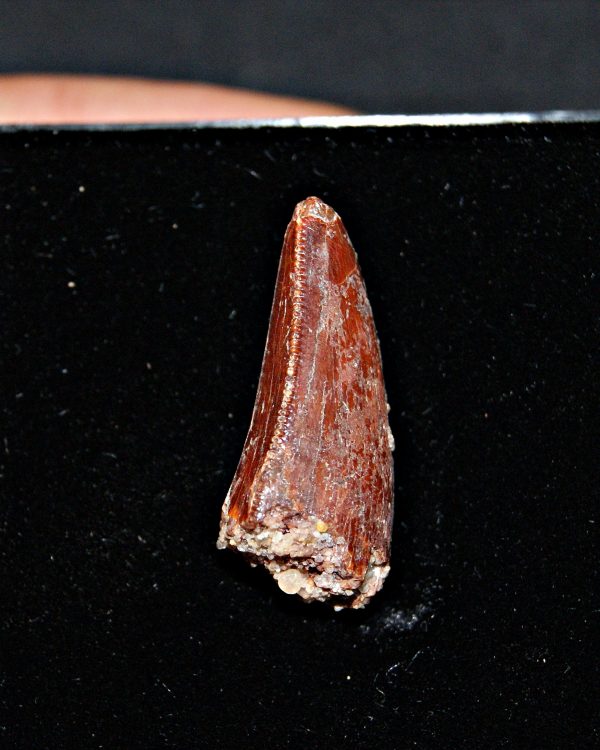 Terópodo - Valle de Kem Kem